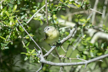Philadelphia warbler on Dauphin Island