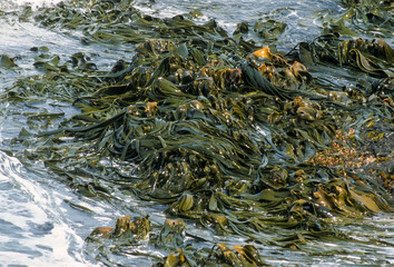 Fototapeta premium Algue géante, macrocystis pyrifera, Iles Falkland, Malouines