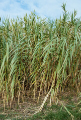 Canne de Provence, Arundo donax