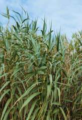 Canne de Provence, Arundo donax