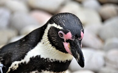 humboldt penguin on the rocks 
