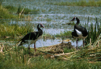 Oie armée de Gambie,.Plectropterus gambensis, Spur winged Goose
