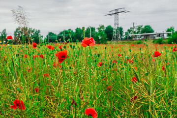 Wildflowers with red flowers. cereal field in spring with individual poppies. Individual flower stalks with buds and seeds on the green grass and cereal stalks.