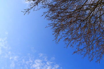 Part of a bush against a sky. Some clouds. Spring time outside. Close up and isolated. Copy space for text. Stockholm, Sweden.