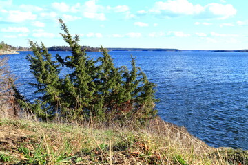 Nice view over the Swedish lake M&auml;laren or Malaren. Darkblue water. Blue sky with some small clouds outside. Bush and trees. Stockholm, Sweden, Europe.