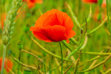 Single poppy in a field. Wildflower with red flowers. Grain field with infructescence of rape, barley, wheat in the field. Lots of poppy seed capsules in nature