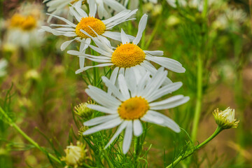 Wildflowers in a field. Field camomile in bloom with three flowers. White petals and yellow pistils with pollen. Flower stems and green grass in a landscape. Plant species within the sunflower family