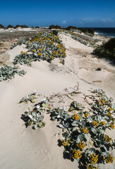 séneçon laineux, senecio candicans, Iles Falkland, Malouines