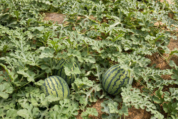 Sandías en un cultivo de sandía en la primavera en España