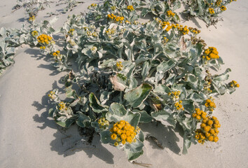 séneçon laineux, senecio candicans, Iles Falkland, Malouines