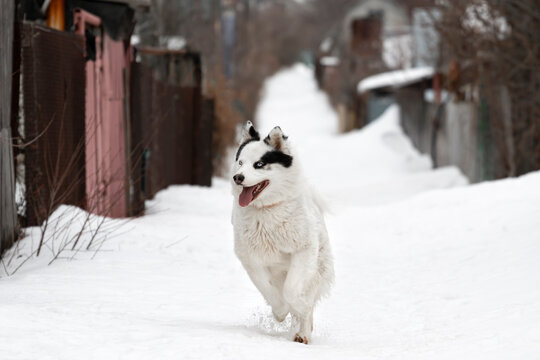 A purebred dog of the working sled breed Yakut husky pet white color with black spots and blue eyes runs into the jump in winter on the street of the private sector fenced. High quality photo