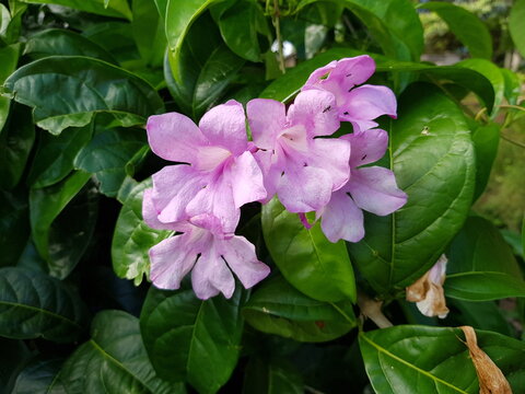 Mansoa alliacea, or garlic vine, is a species of tropical liana in the family Bignoniaceae. Amazon rainforest, Brazil.