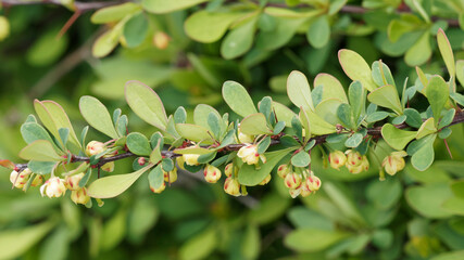 (Berberis vulgaris) Sauerdorn oder Berberitze. Dornige Zweige mit kleine ovale, dunkelgrünen Blätter mit roten Rändern bedeckt. Gelbe glockige hängenden Blüten mit rötlichen Flecken markiert