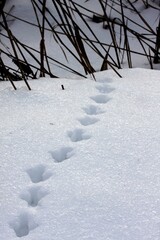 Spuren im Schnee