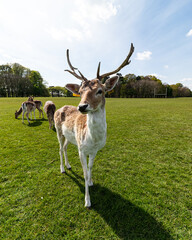 Naklejka na ściany i meble Deer spotted in Phoenix Park, Dublin, Ireland 