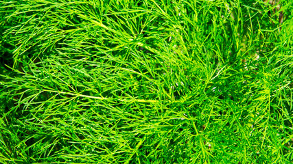 green grass background