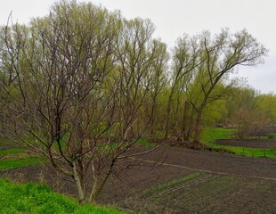 Obraz premium Spring rural landscape, spring in the park