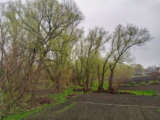 Spring rural landscape, spring in the park