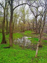 Spring rural landscape, spring in the park