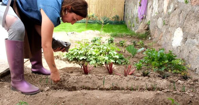 Woman adding fertilizer soil to new planted vegetable seedlings in the garden. Healthy lifestyle. Outdoor back yard activity in spring. Cultivating plants. Garden work. Real people in 4k resolution