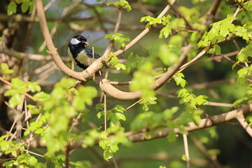 a great tit with insect in a tree