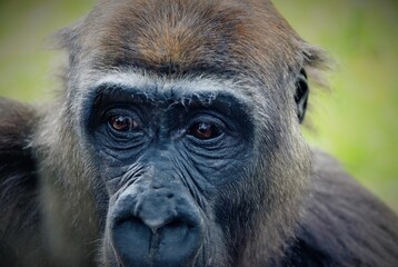 Soulful lowland gorilla looking pensive