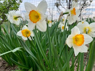 Fototapeta premium daffodils in spring