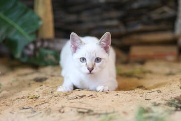 White cat sitting in the garden. Thai cat with blue eyes looking at camera. Beautiful kittens playing in the garden.