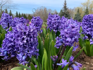 Obraz premium Light Blue Violet Hyacinth Flowers at Vilnius Botanical garden. Close up picture.