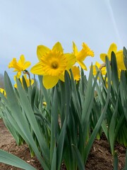 Yellow Daffodils flowers with little spider on the blossom petal. Vilnius Botanical Garden.