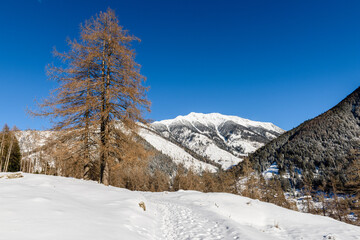 Tesero, Pampeago, Dolomiti, Alpi, Trentino Alto Adige, Val di Fiemme