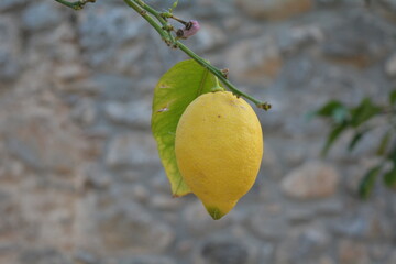lemon on tree