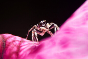 Jumping spider on pink flowers in the garden. Hyrus spider on flowers with black background.