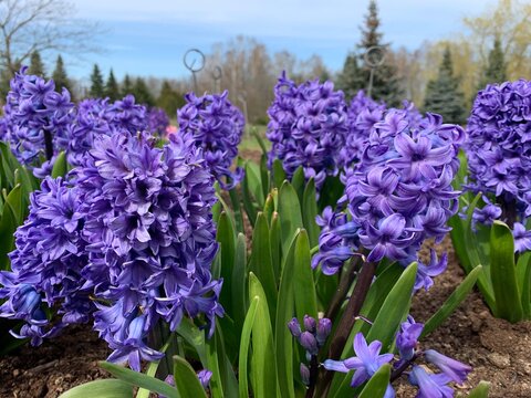 Light Blue Violet Hyacinth Flowers at Vilnius Botanical garden. Close up picture.