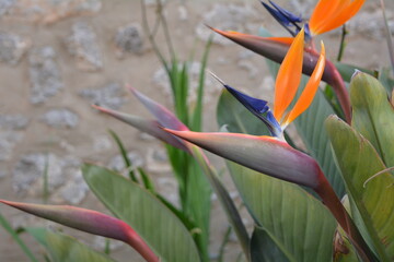 bird of paradise