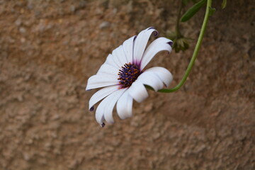 white flower and purple