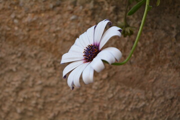 white flower and purple