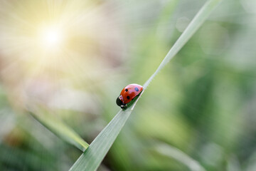 Ladybird beetle crawls on green grass summer natural background, ladybug close-up