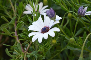 white and purple flower on a green background