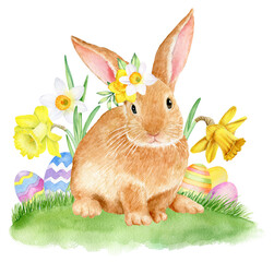 Watercolor illustration with easter rabbit and daffodils flowers. 