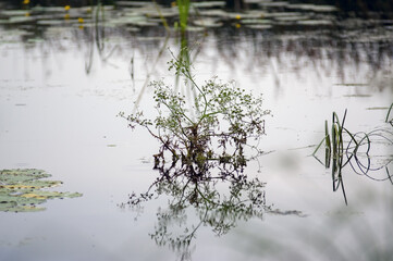 Rośliny wodne w swoim naturalnym środowisku	
