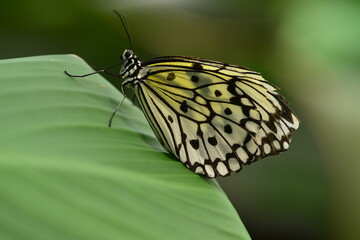 Malabar tree nymph, Macro image of a large south American insect.