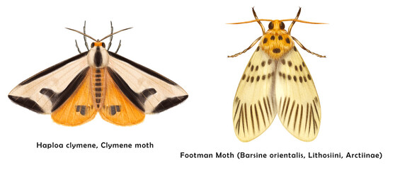 Watercolor moth set. Hand painted butterfly isolated on white background.