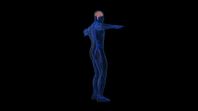 Nervous System With Alpha Channel
