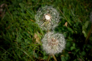 Dandelion in the grass  