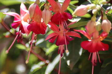 red and yellow flower