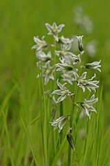 Nickender Milchstern (Ornithogalum nutans)