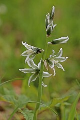 Nickender Milchstern (Ornithogalum nutans) mit Märzfliege (Bibio marci.)