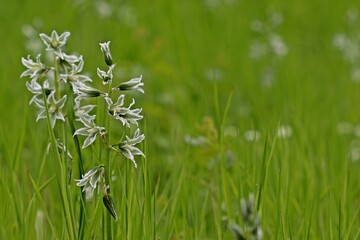 Nickender Milchstern (Ornithogalum nutans)