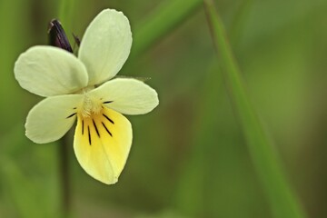 Acker-Stiefmütterchen (Viola arvensis).